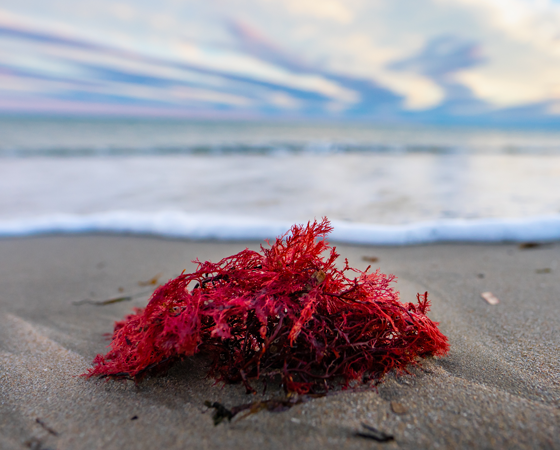 What are the Benefits of Purple Sea Moss?