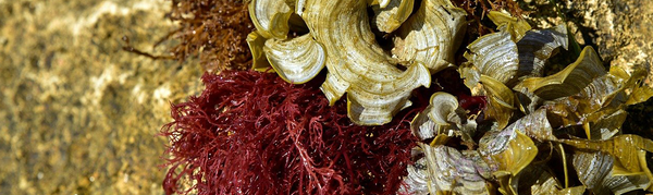 Minerals in Sea Moss