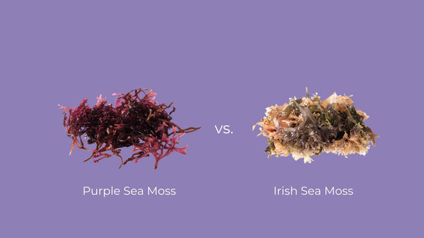 The main differences between sea moss and irish moss